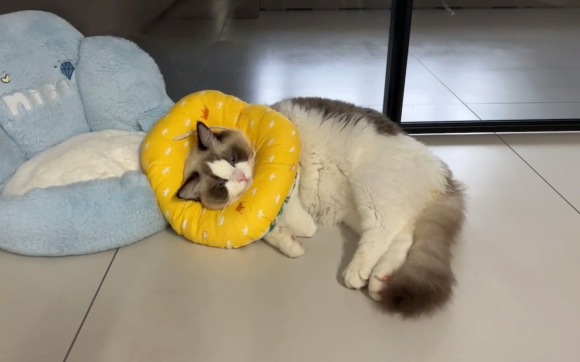 刚绝育完生无可恋的猫猫崽ˊ050900ˋ05