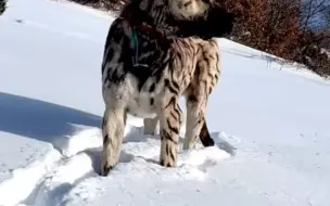 Скачать видео: 最帅的坎高犬，虎纹，狼见到都怕