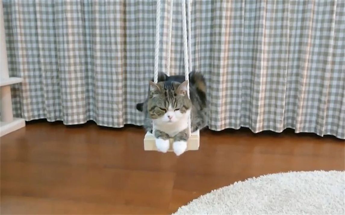 小猫趁主人不在家,偷偷荡秋千玩,镜头记录全过程