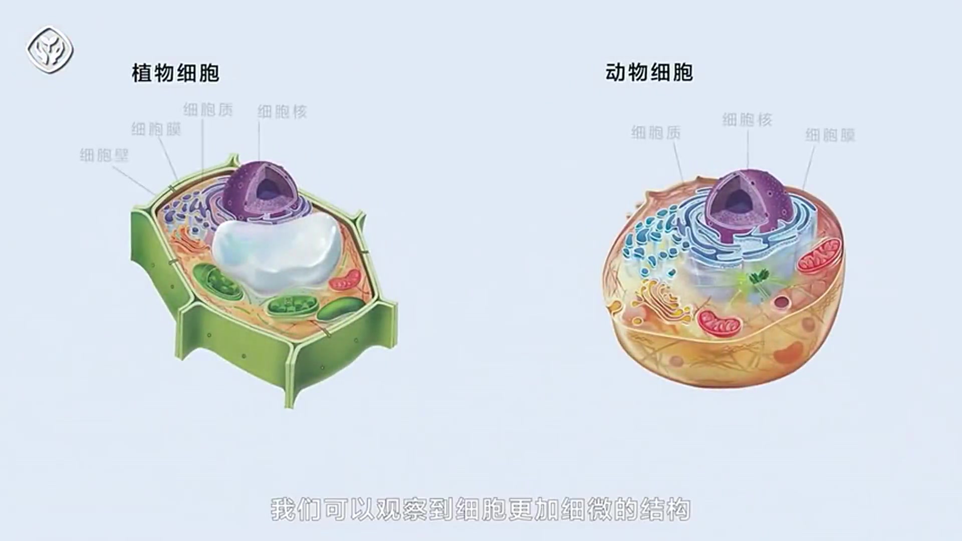 [图]【生物动画】细胞的基本结构