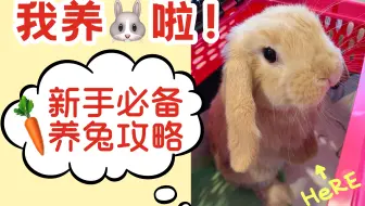 新手干货向 养宠物兔子最起码需要准备什么 哔哩哔哩 Bilibili