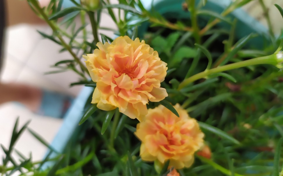 【安利向】皮实好养颜值高的小天使--太阳花(又名针叶牡丹)