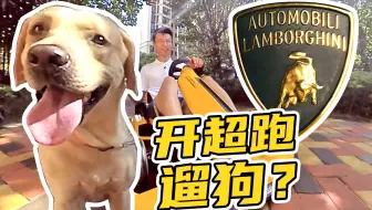 开兰博基尼溜狗，是什么体验？