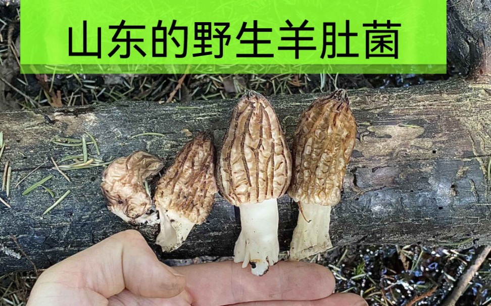 山东省,野生羊肚菌发生在什么树下?哔哩哔哩bilibili