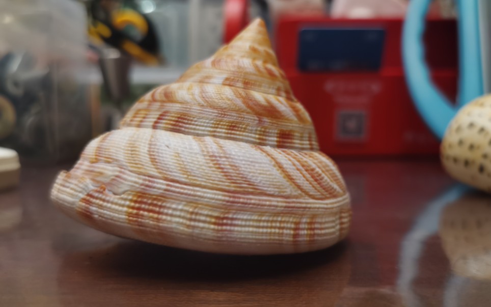 1 翁戎螺科/红翁戎螺