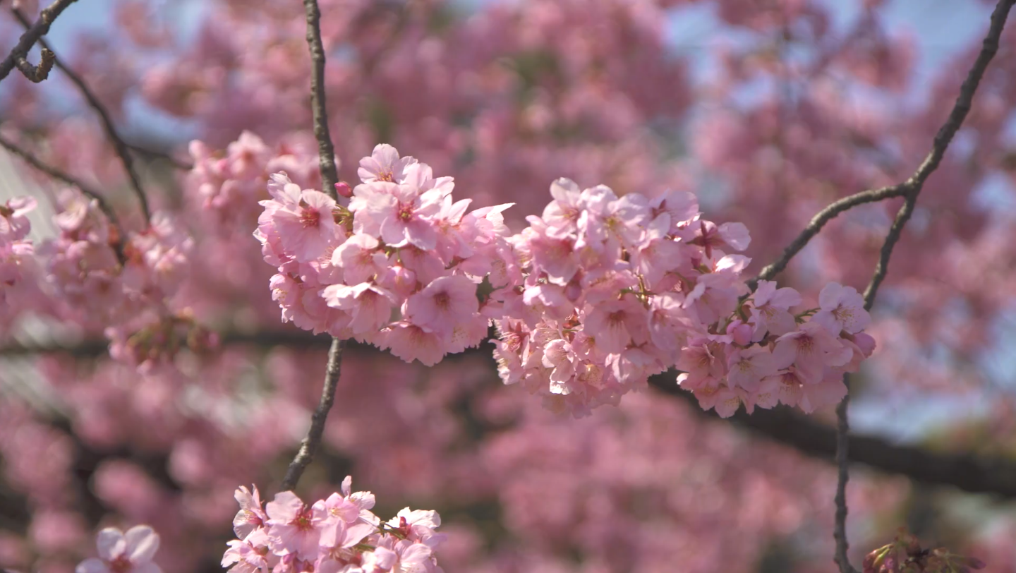 [图]盛世嫡妃，花想芙蓉