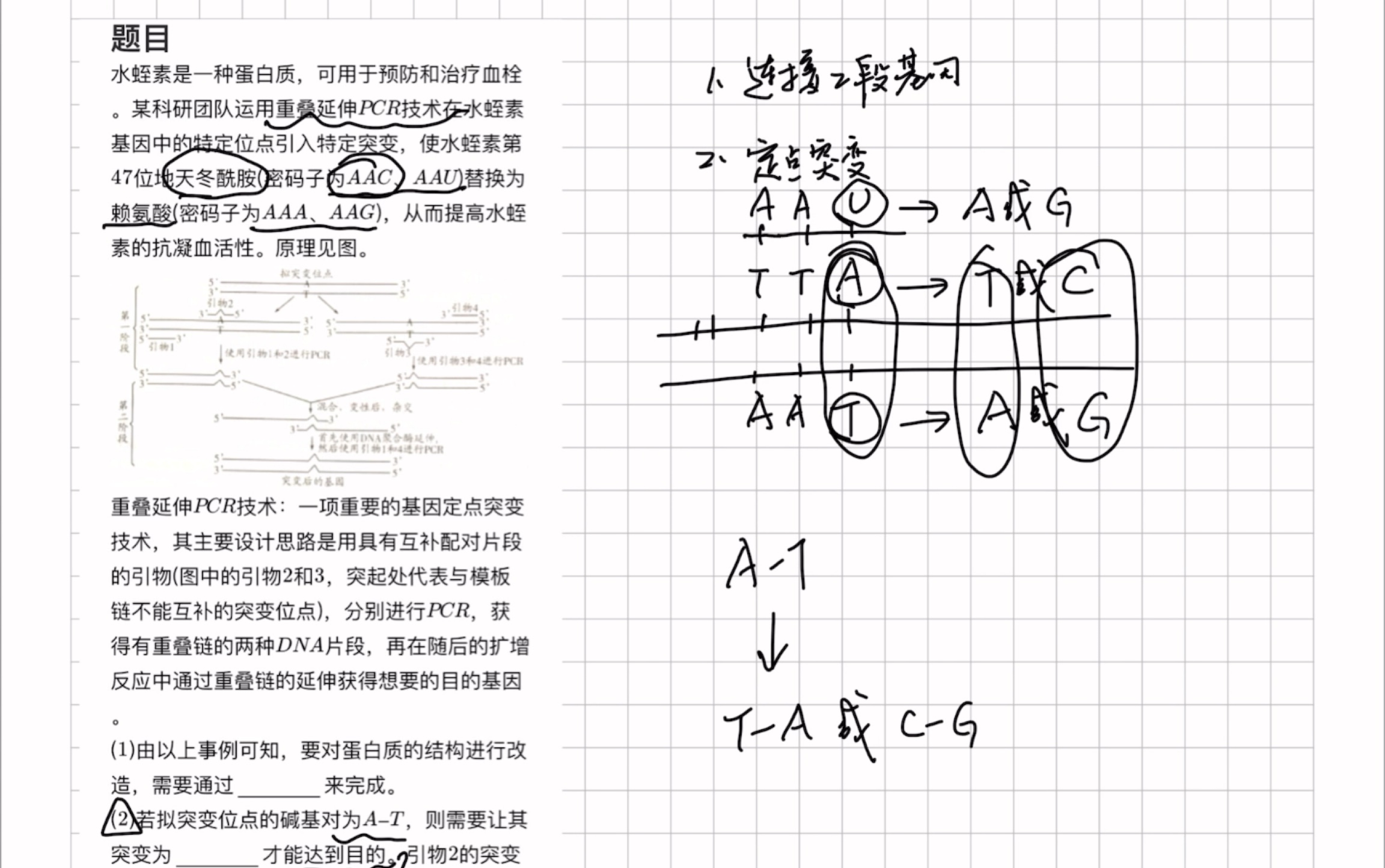 重叠延伸pcr原理图解图片