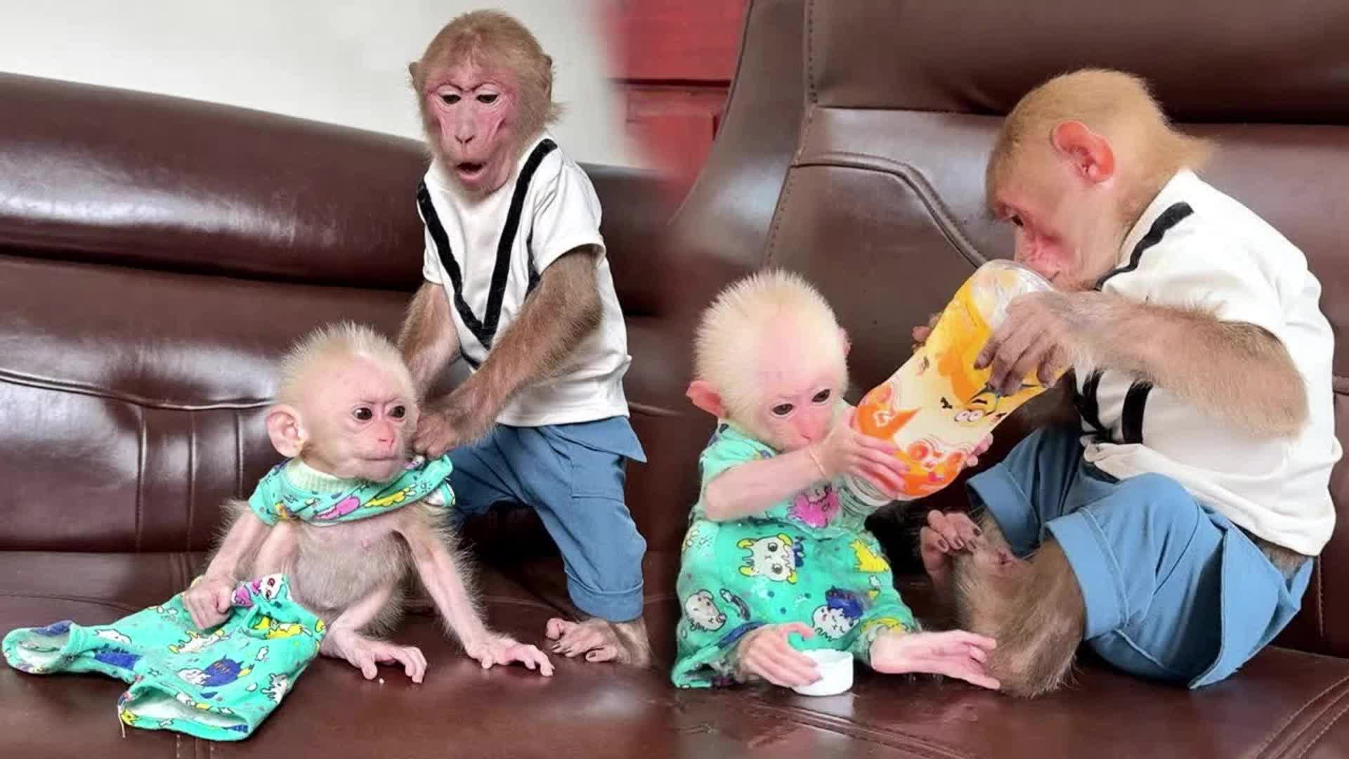 大猴子独自照顾小猴子,太难了