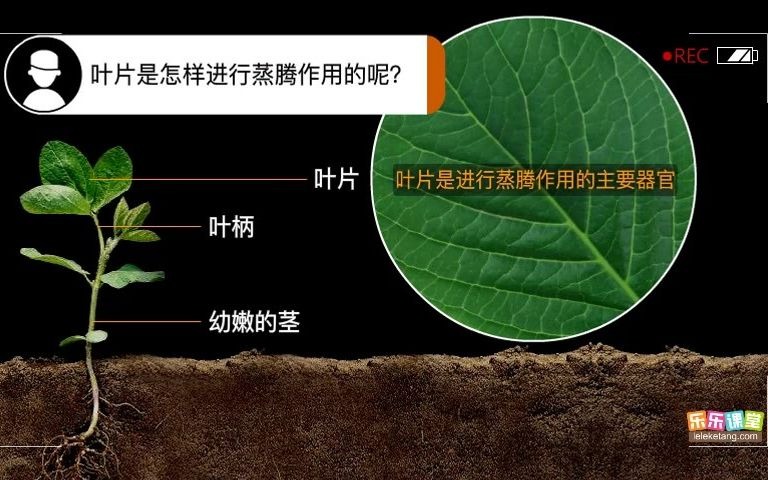 18.植物的蒸腾作用哔哩哔哩bilibili