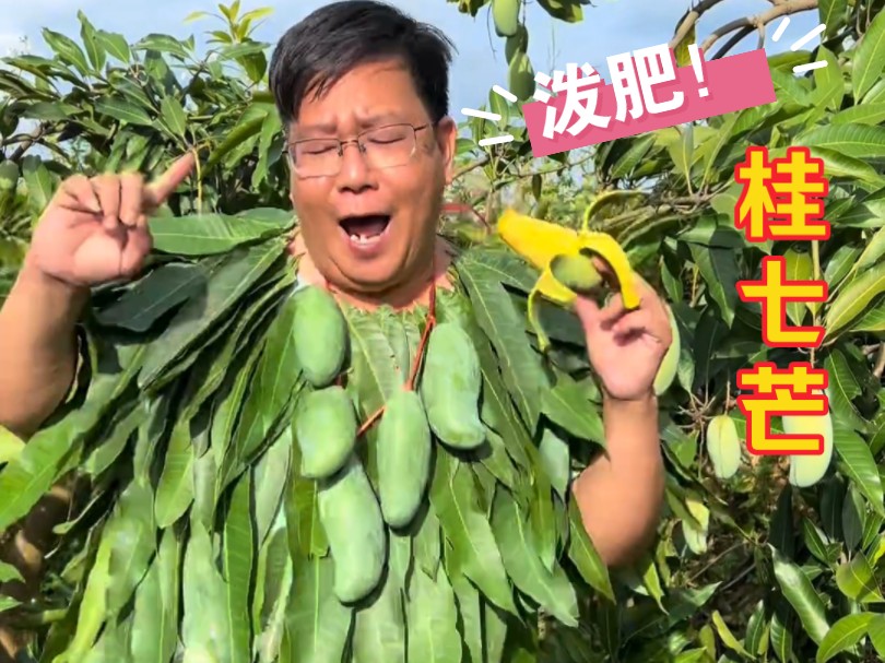 橘长在百色芒果林里迷路快一个月了,根本走不出去呀!