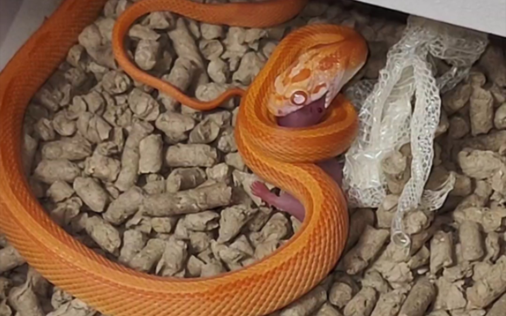 【红直/火直玉米蛇】捕食活鼠,再现完美绞杀