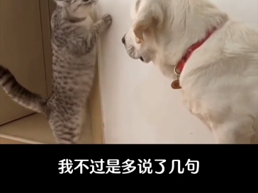 哥,我错了……哔哩哔哩bilibili