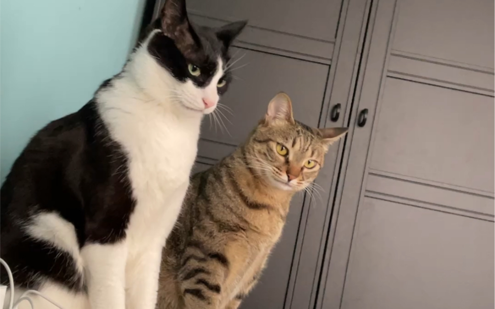奶牛猫和狸花猫在床头打架就是说谁也不让谁