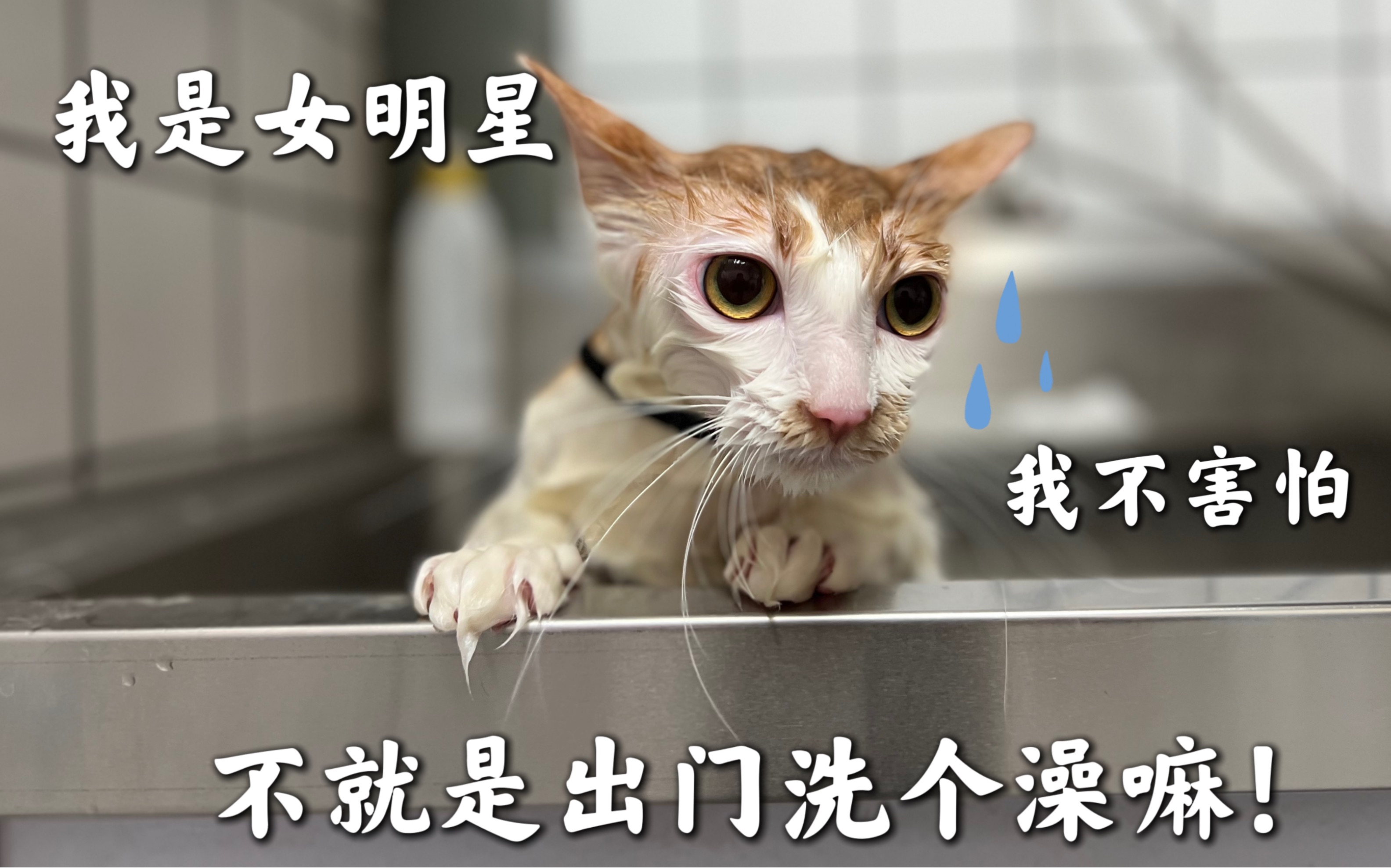 出门洗澡的小猫咪,还骂不骂人了?烜要去奶奶家,对狗狗再三嘱咐!
