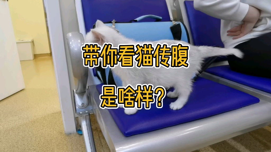 带你看猫传腹是什么样子哔哩哔哩bilibili