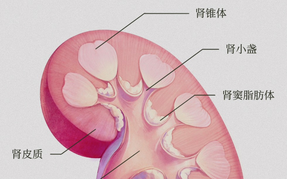 【医学插画视频】肾内部结构哔哩哔哩bilibili