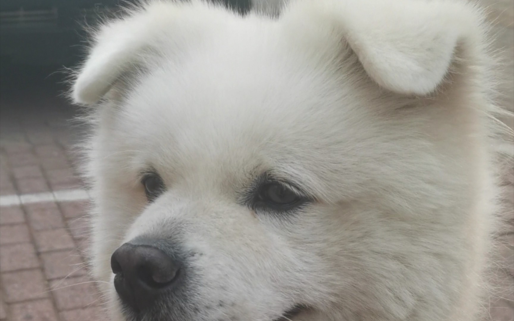 今日撸到的狗子:折耳萨摩