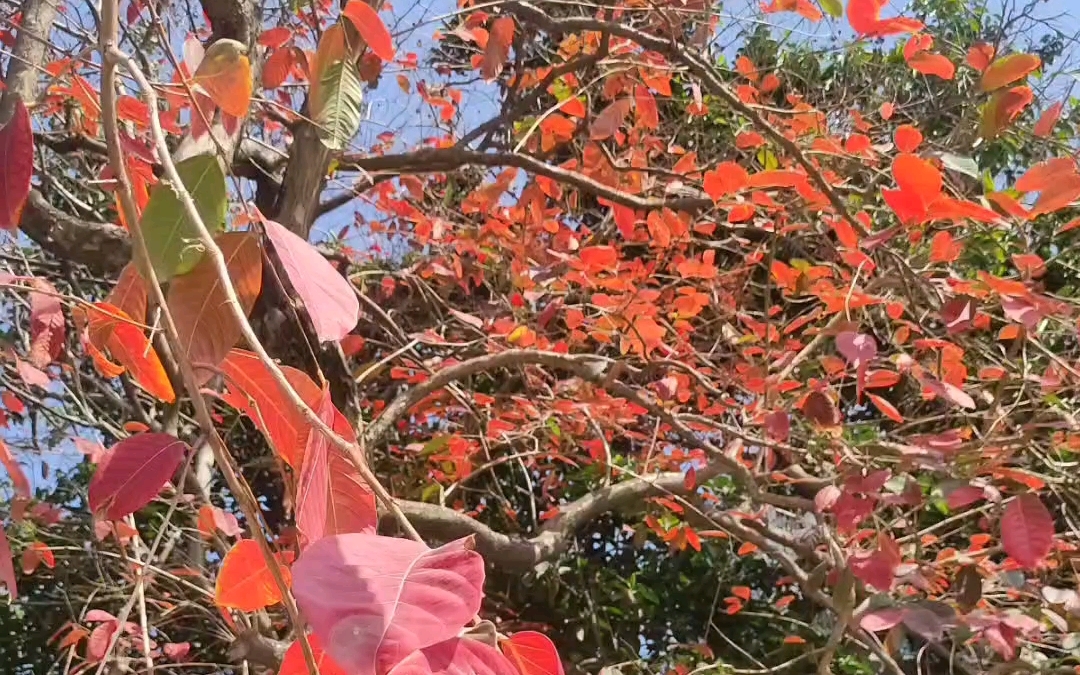 [图]蝶恋花·春景 宋·苏轼 读一首我最喜欢的写春天的诗。