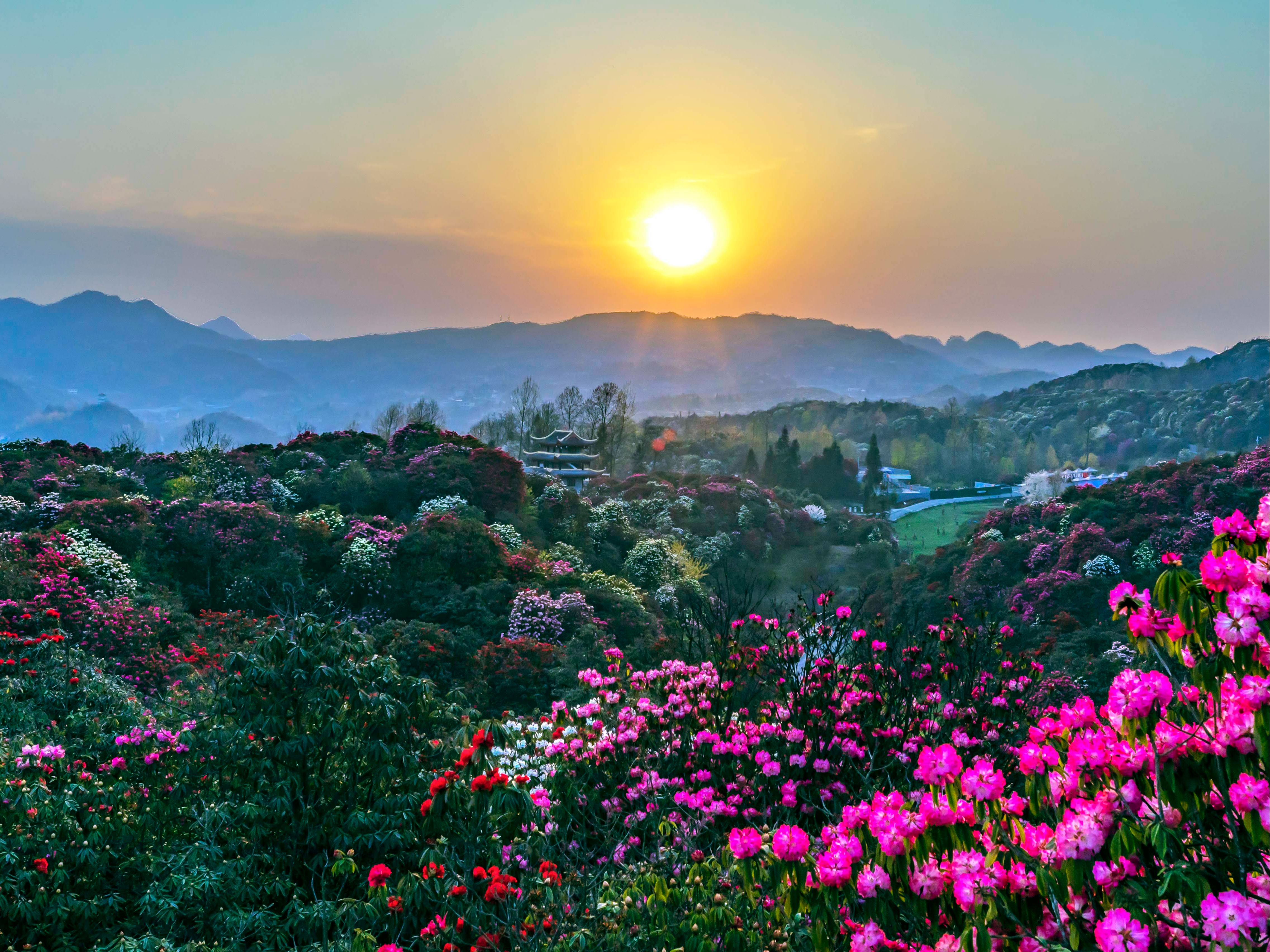 杜鹃山简介图片