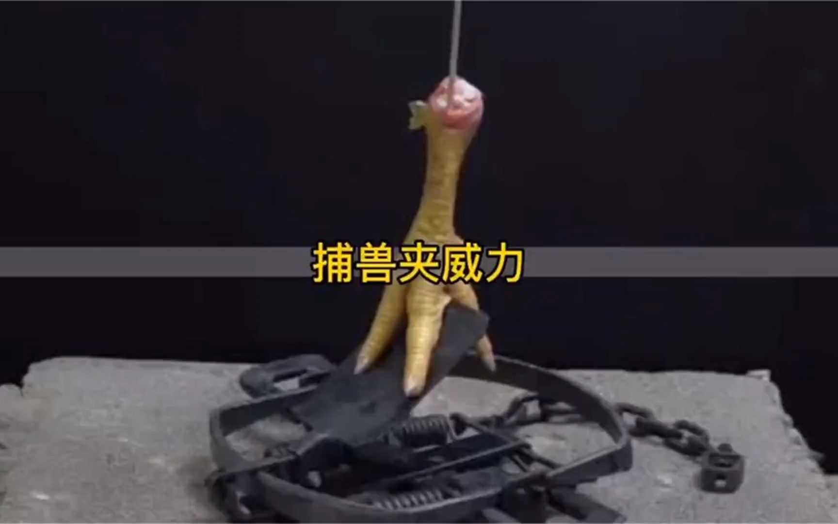捕兽夹的威力究竟有多大?强壮的牛骨都能瞬间夹碎