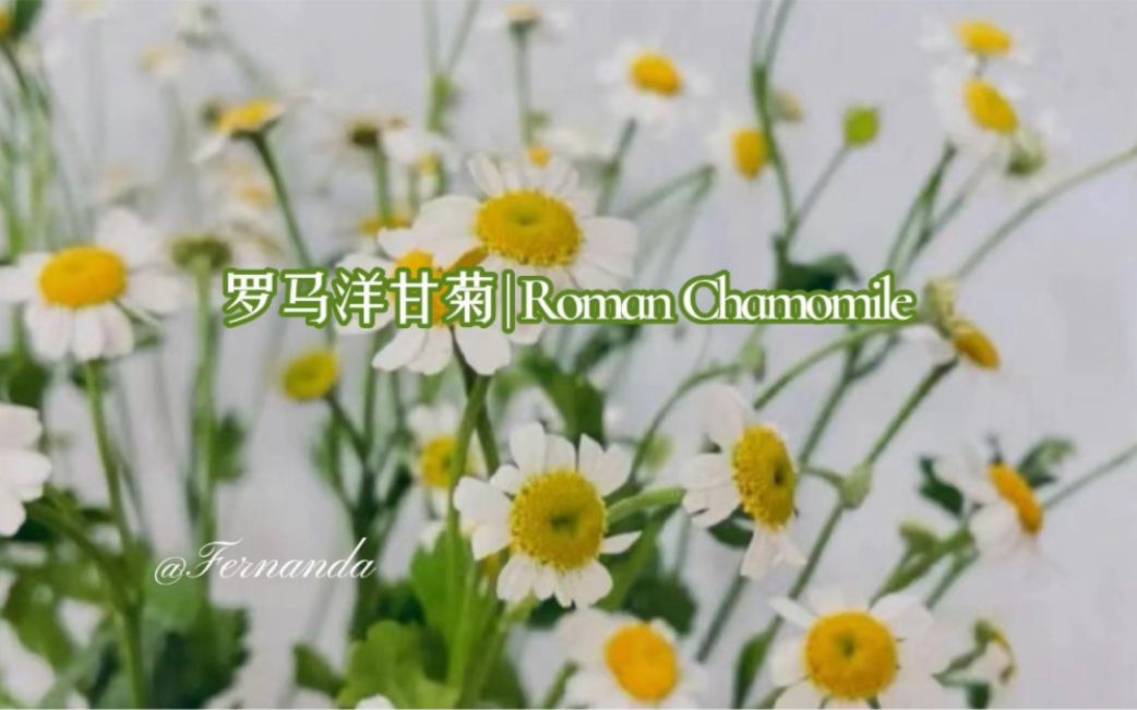 罗马洋甘菊哔哩哔哩bilibili