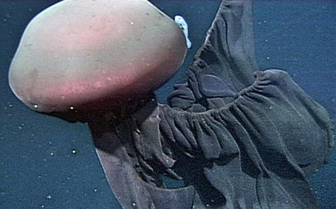 巨型冥河水母图片
