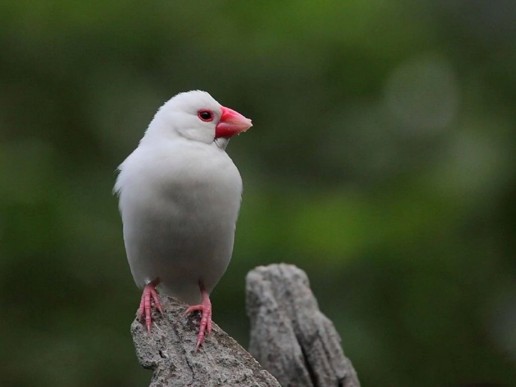 活动  文鸟的可爱日常4