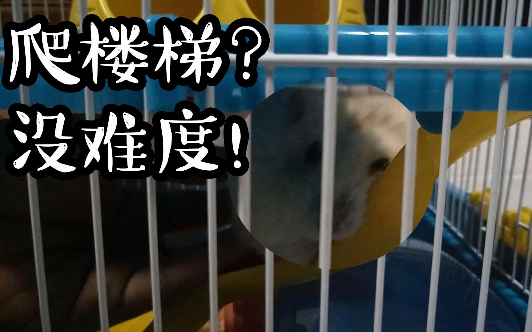 你肯定没见过仓鼠这样子爬楼梯,忍不住都想帮忙 !