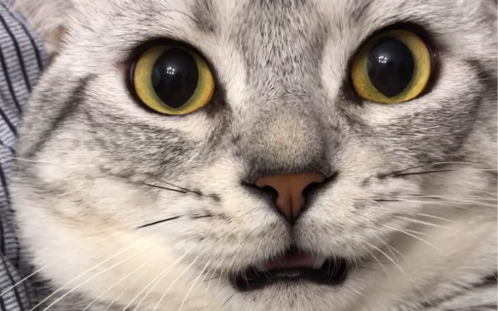 猫中声优陈td…萝莉音我尽力了,不要打我