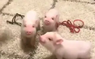 【宠物猪】一些宠物猪的短视频合集