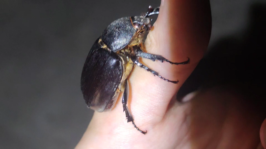 一只会叫的中国翘角姬兜母虫_哔哩哔哩_bilibili