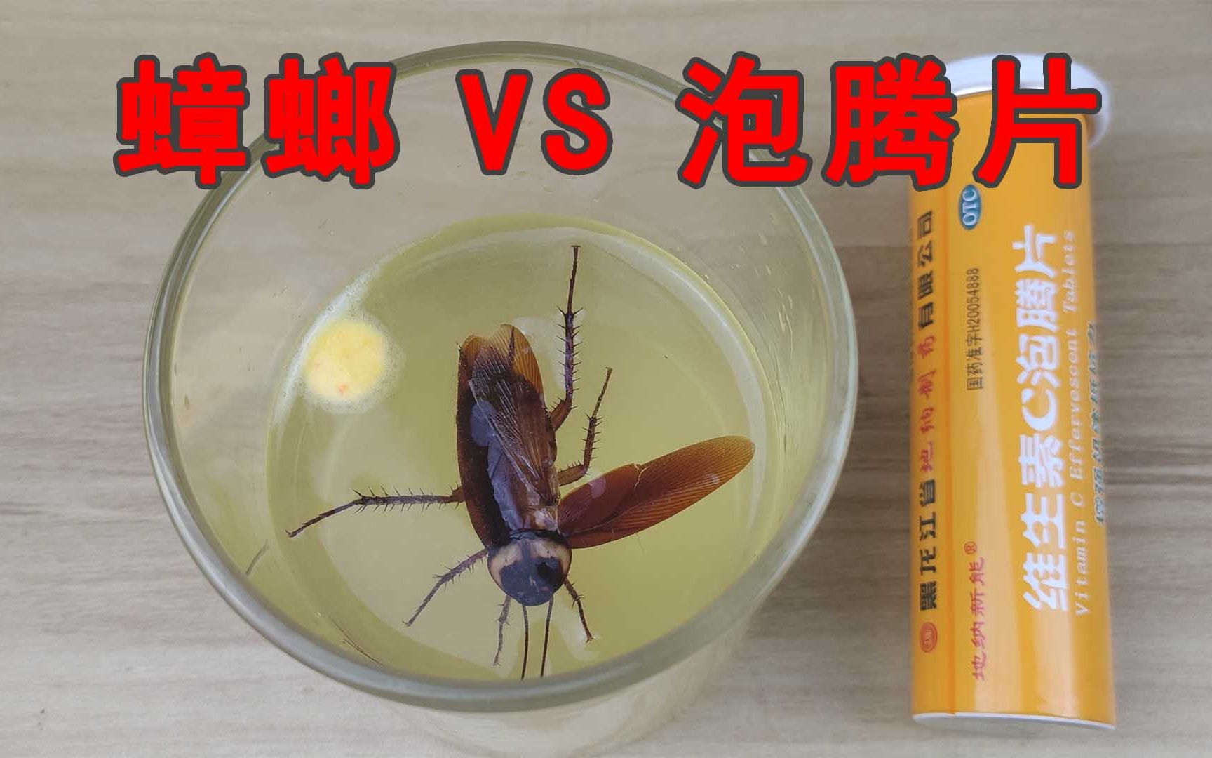 给“蟑螂”吃“泡腾片”会怎么样?片尾有我的新发明!哔哩哔哩bilibili