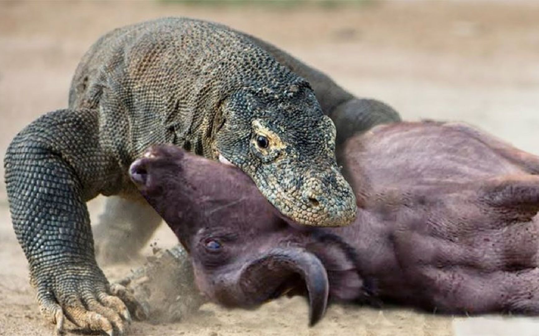 鳄鱼在水坑攻击大象-大象杀死鳄鱼-鳄鱼vs大象的真实现场!