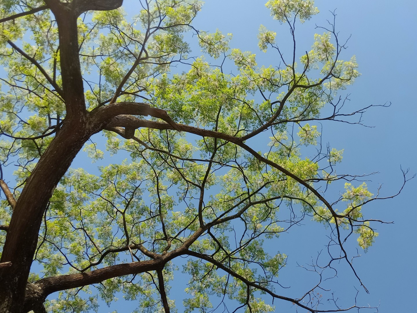 池塘的鱼,窗外的树,无边的风