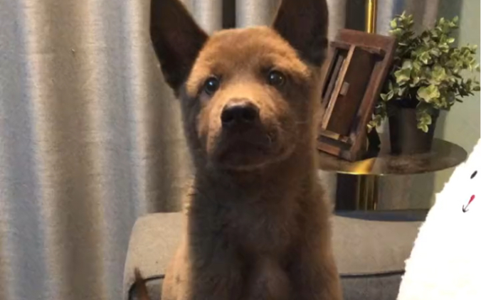 广西中华田园土猎犬 最古老的原生犬种 土狗不土 比外国某些犬种还要聪明 听话 还特通人性, 养狗就养我们自己本土的纯种犬哔哩哔哩bilibili