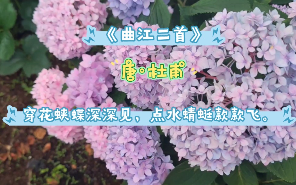 [图]《曲江二首》唐·杜甫穿花蛱蝶深深见，点水蜻蜓款款飞。传语风光共流转，暂时相赏莫相违。