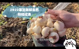 Download Video: 2022年盆栽郁金香种植记录（五度球，田园土种植）