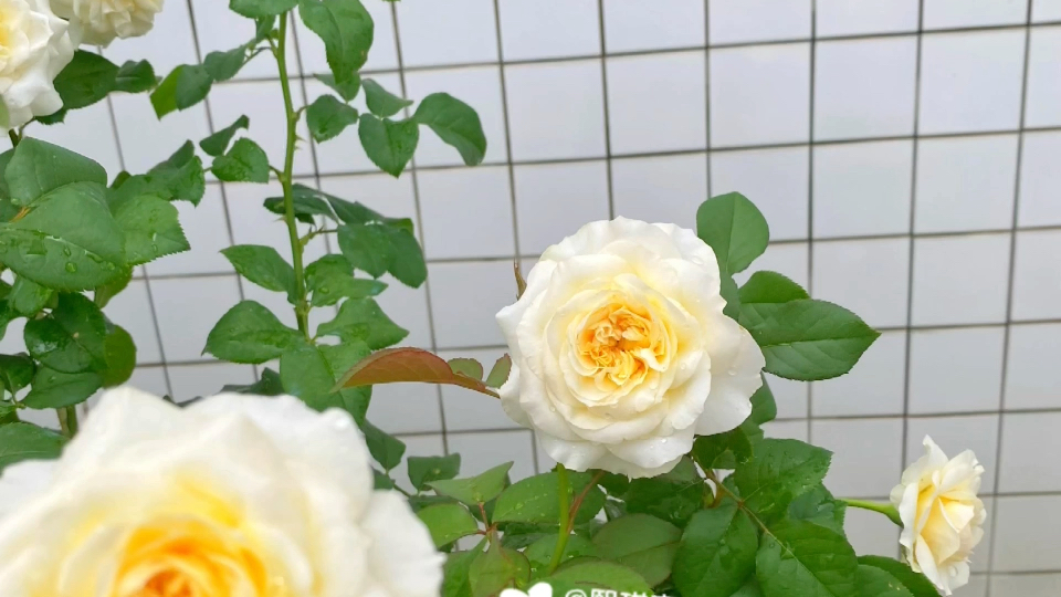 尤金妮月季 现在算是夏花了