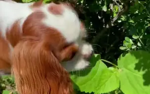 Скачать видео: 原来中国狗自备中医系统，病了自己找草药吃，还会给主人对症下药