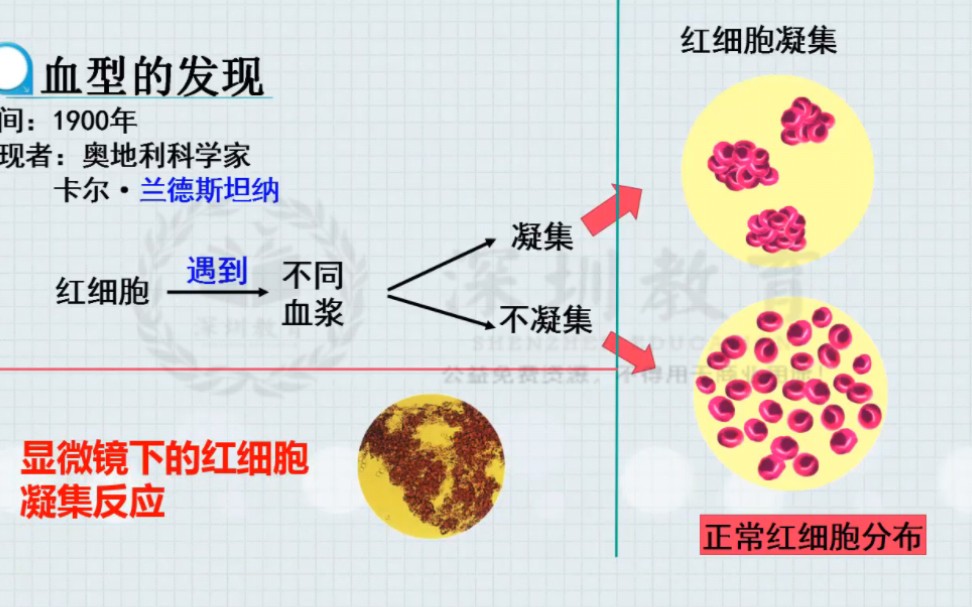 [图]《输血与血型》公开课 优质课 微课 【新课标 大单元】