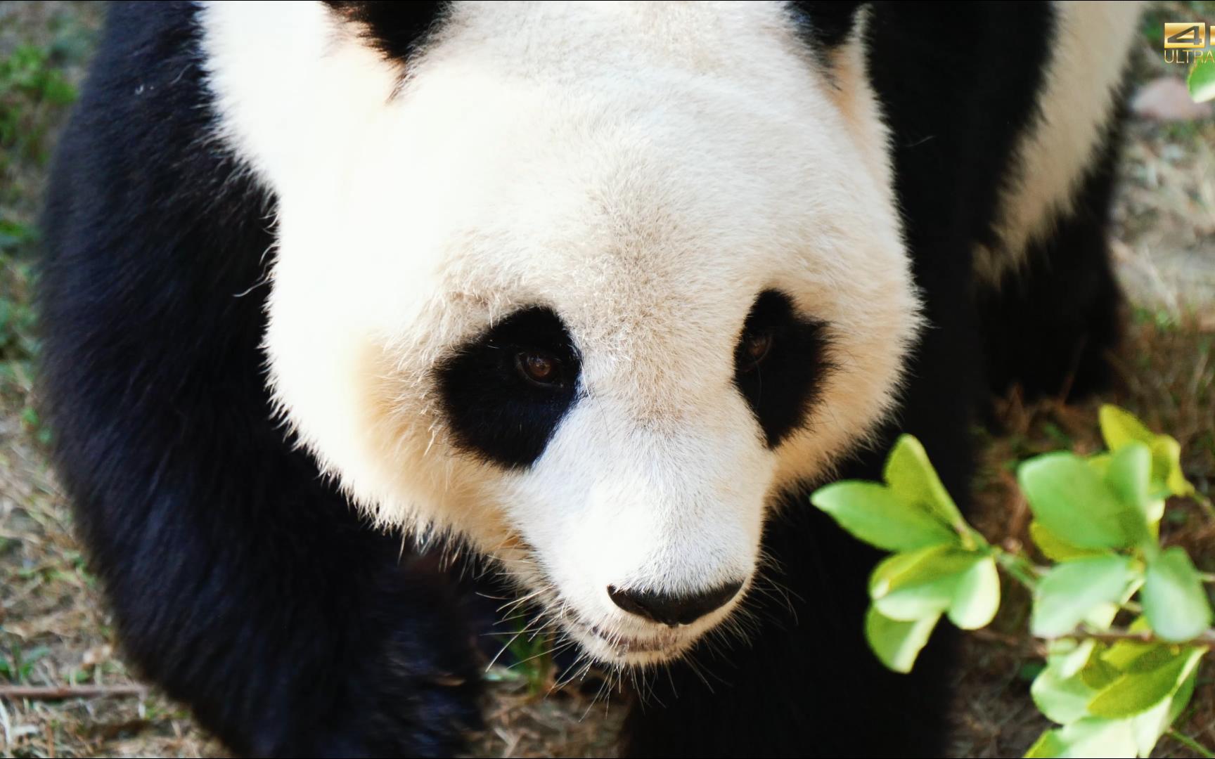 【大熊猫#喜乐】搞笑天后 在线宠粉 绕场与粉丝们眉目传情