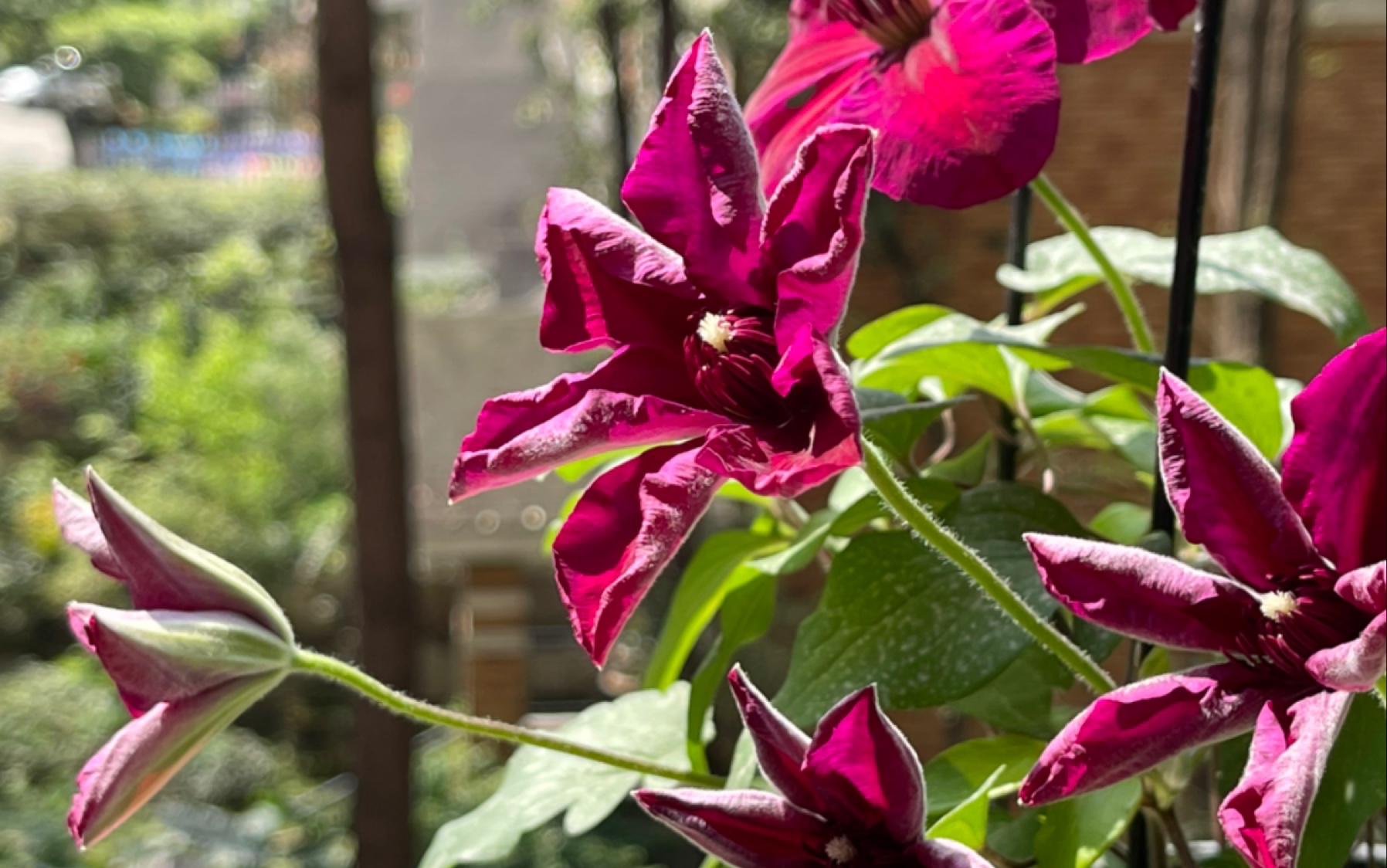 阳光下的铁线莲中国红,花瓣会变色