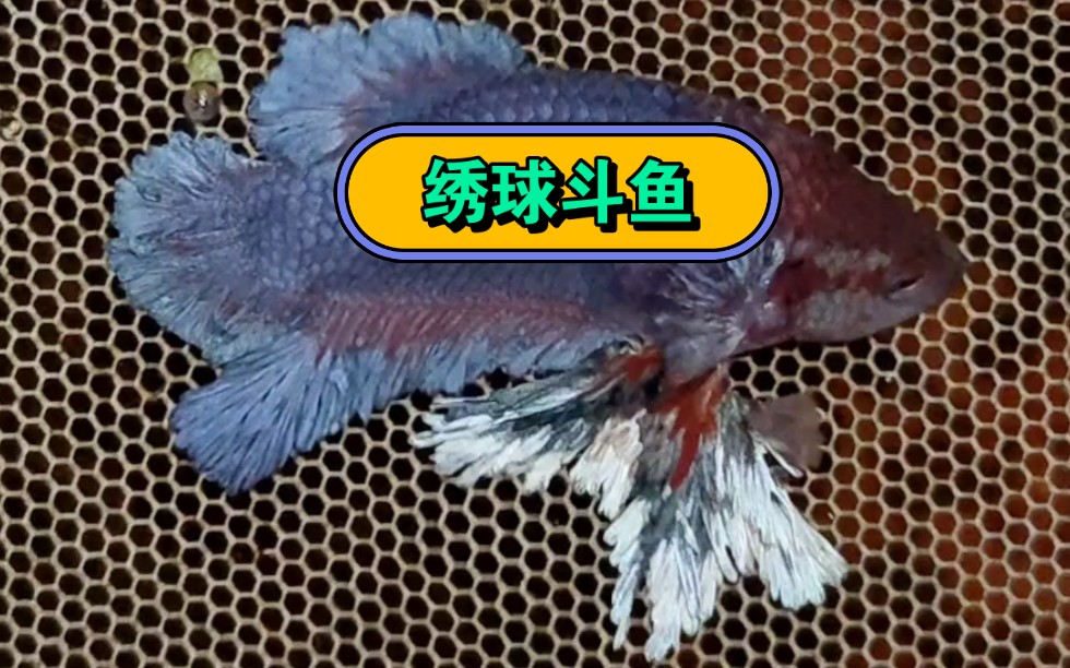 绣球羽鳍斗鱼