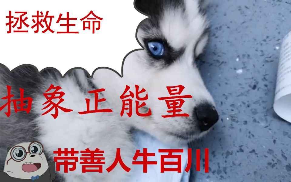 拯救街头弃犬!抽象弘扬正能量冲冲冲!哔哩哔哩bilibili