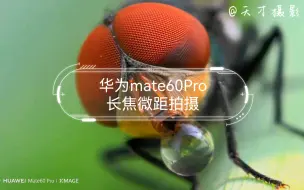 Download Video: 华为mate60Pro长焦微距拍摄