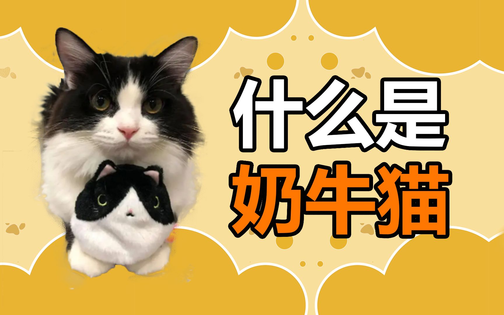 宠物冷知识:奶牛猫养起来有多神奇哔哩哔哩bilibili