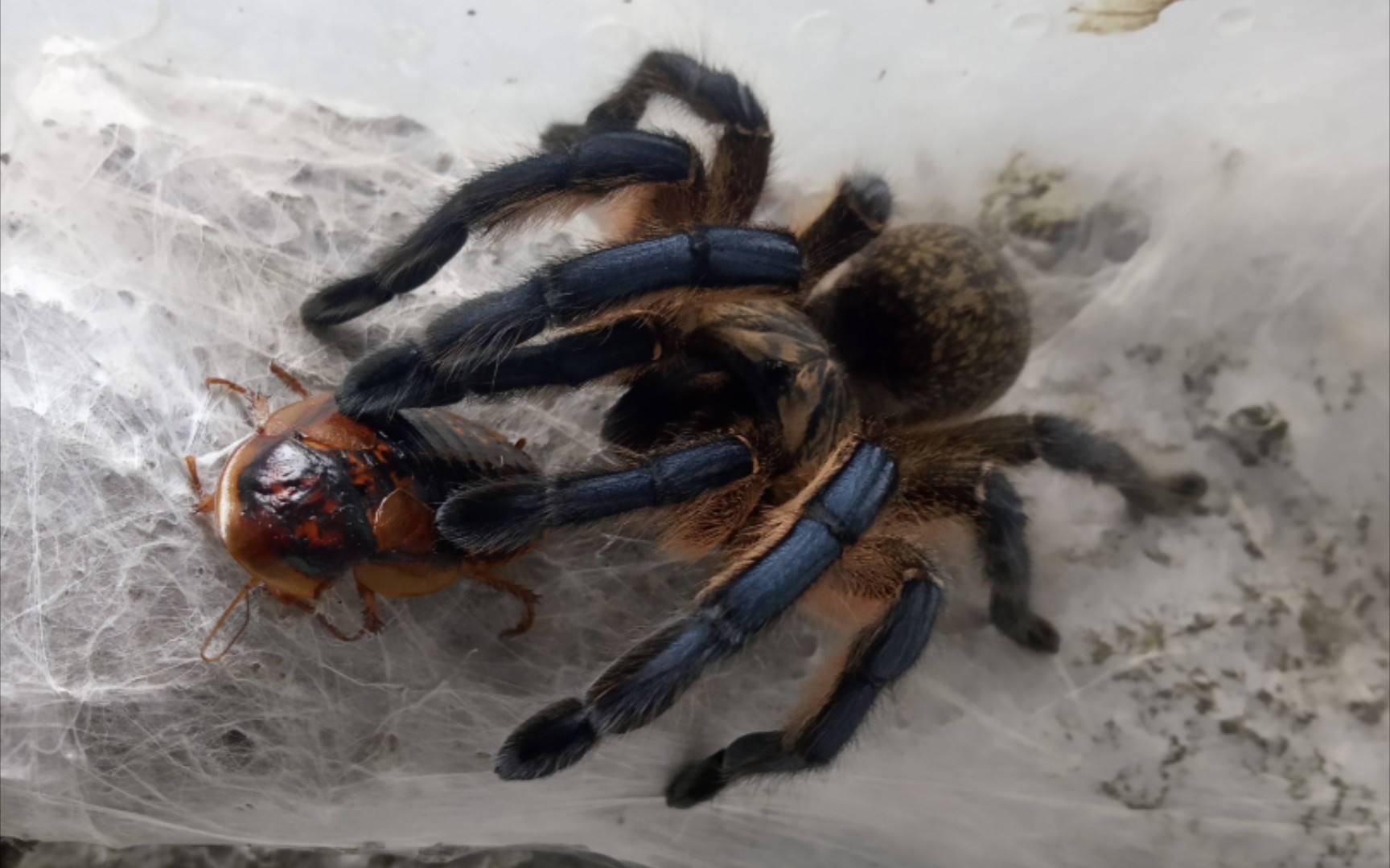 蜘蛛 蝎子 苗子 喂食