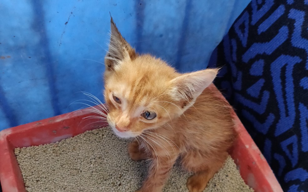 [图]捡来的小猫终于能吃东西了