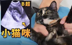 下载视频: 带流浪猫孕检，它乖的像个假猫！！