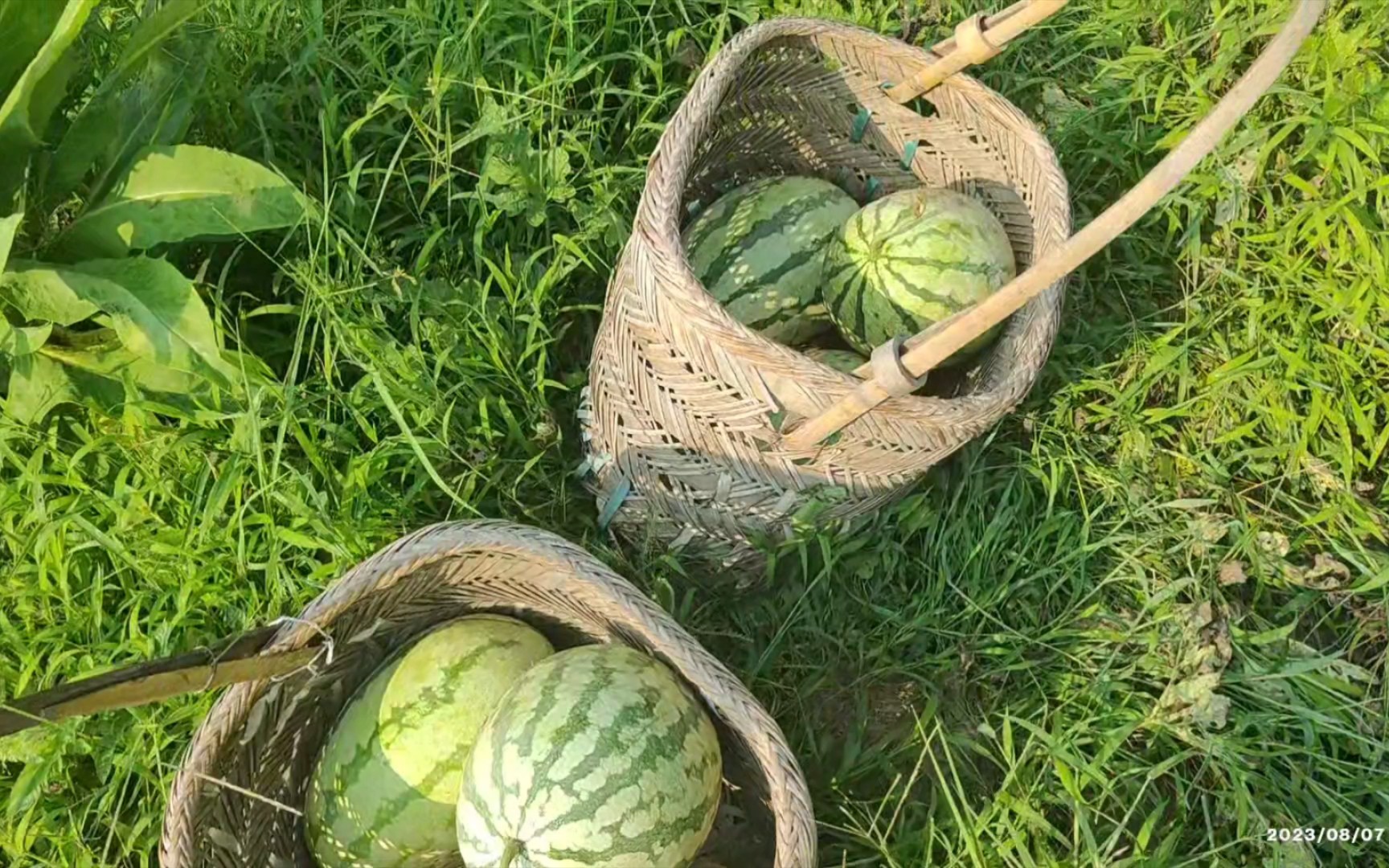 两篮子西瓜才六个,却费了我好大劲!